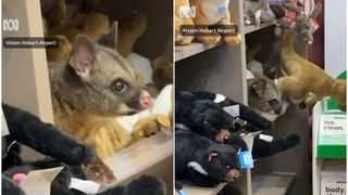 Surpriză pe aeroport. Un oposum s-a ascuns printre jucăriile de pluș &icirc;ntr-un magazin și părea că se simte foarte bine acolo