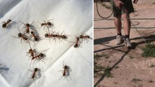 Invazie de furnici în satele de lângă Oradea: "Se caţără peste tot, au intrat şi în case". Oamenii au cerut ajutorul autorităţilor