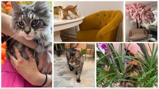 Am fost la singura cafenea cu pisici Maine Coon din România. Tocmai s-a deschis în București: Cum ajungi, reguli și prețurile din meniu