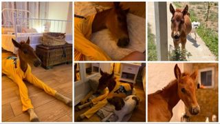 Marlie, cel mai alintat mânz de pe net: Imaginea cu căluțul orfan din Sălaj care doarme în pijama ca un copil a înduioșat mii de români