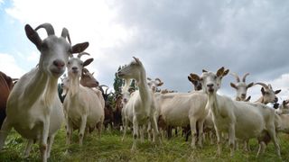 Au fost folosite &bdquo;capre Iuda&rdquo; care și-au v&acirc;nat propria specie. Și așa au fost salvate țestoasele de Galapagos