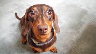 O femeie a fost &icirc;mpușcată de un c&acirc;ine, &icirc;n parcarea unui magazin din SUA