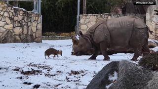 O căprioară minusculă se ia la bătaie cu un rinocer de 2 tone, la un zoo din Polonia. O filmare arată cine a &icirc;nvins
