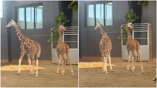 Cazul ciudat al puilor de girafă înalți de 2 metri care au dispărut fără urmă dintr-un zoo. Au fost găsiți după aproape un an