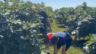 Paradisul smochinelor de l&acirc;ngă Buzău. Oaspeții culeg singuri fructele, măn&acirc;ncă pe săturate și plătesc doar ce iau acasă