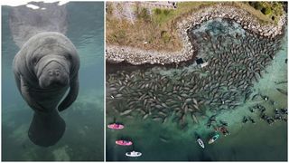 Lamantinii nu mai pot de frig și s-au retras în masă într-o zonă cu izvoare termale din Florida. Imagini tulburătoare filmate cu drona