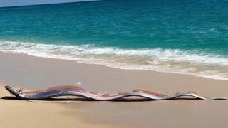 După ce doi &bdquo;pești ai Apocalipsei&rdquo; au eșuat simultan &icirc;n fața a două turiste americane, cresc temerile privind un dezastru iminent