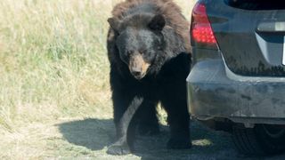 Un urs a intrat &icirc;ntr-o mașină, s-a &icirc;nchis &icirc;năuntru și a claxonat toată noaptea, spre disperarea vecinilor