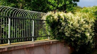 Planta de care trebuie neapărat să scapi, daca o vezi &icirc;n grădină: Pare inofensivă, dar invadează tot și poate să scadă valoarea casei