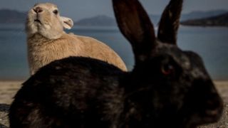 În 1865, coloniștii au lăsat iepuri pe o insulă ca hrană pentru naufragiați. În 127 de ani, animalele izolate s-au transformat complet