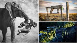 Wildlife Photographer of the Year 2026. Elefantul care &icirc;și cară puiul mort a luat marele premiu. Celelalte imagini c&acirc;știgătoare