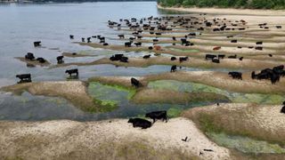 Și țara &icirc;n care plouă 130 de zile pe an și luptă cu inundațiile e lovită de secetă. Ce se &icirc;nt&acirc;mplă &icirc;n Europa din cauza căldurii extreme