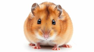 Audio: &bdquo;Veniți cu produsul &icirc;n cutie, vi-l schimbăm." Povestea studentului care a returnat un hamster mort