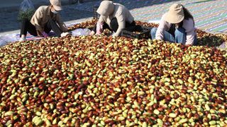 Cultura surpriză din "Sahara Olteniei". Fructul exotic care se cultivă la Dăbuleni ajunge la 40 de lei/kg, iar producția poate urca la 40 de tone pe hectar