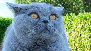 O ploieșteancă a vrut să-i cumpere fetiței o pisică de rasă, dar a avut o surpriză după ce a ajuns la veterinar: "Am mers pe &icirc;ncredere"