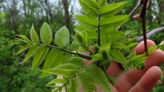 COPACUL „toxic” de evitat în grădină. Poate contamina grav plantele din curte și afectează structura caselor din apropiere