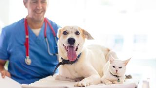 O țară din Europa se pregătește să devină prima care oferă concediu plătit pentru c&acirc;ini și pisici bolnave