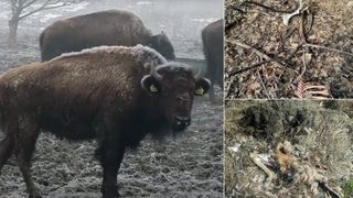 Ferma unde au murit 214 bizoni ieșea bine la controale. Șefa Poliției Animalelor Cluj era căsătorită cu managerul țarcului