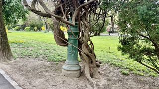 Fragmente de istorie pe aleile din Cișmigiu. Ce ascund st&acirc;lpii măcinați de vreme sub straturile de vopsea: &bdquo;Este un miracol&rdquo;