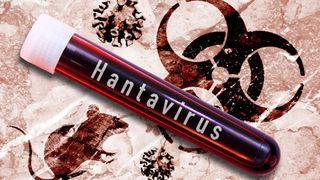 Un cercetător rom&acirc;n a calculat c&acirc;t de severă ar fi o epidemie de hantavirus față de cea de COVID 19. Anunțul OMS