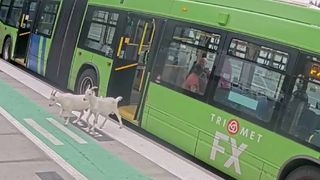 Două capre au urcat &icirc;ntr-un autobuz, au fost izgonite de pasageri și s-au &icirc;ndreptat spre un mall din apropiere, &icirc;n Oregon