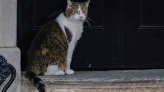 Motanul Larry, record politic: a rezistat la Downing Street mai mult dec&acirc;t ultimii șase prim-miniștri ai Marii Britanii