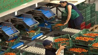 Cu c&acirc;t e plătit pe oră un culegător de roșii din seră din Suedia, pentru un program de 8-10 ore pe zi, minim 40 de ore pe săptăm&acirc;nă