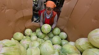 Secretul verzei murate la butoi care nu se &icirc;nmoaie și nu prinde floare: c&acirc;tă sare se pune la litrul de apă și c&acirc;nd este perioada ideală