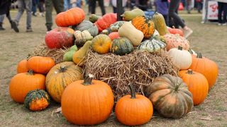 Cu c&acirc;t vinde Lidl un dovleac de plăcinte și unul pentru Halloween