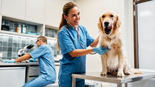 &bdquo;E o facultate mai grea dec&acirc;t Medicina umană, iar practica te omoară&rdquo;. Cu ce traume nevăzute se confruntă medicii veterinari din Rom&acirc;nia