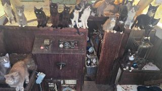 O bandă de 40 de pisici a ocupat o barcă abandonată și c&acirc;teva s-au luptat cu angajații de la Protecția Animalelor, &icirc;n SUA