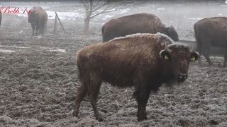 Masacru la ferma de bizoni din Cluj lansată de un fost chestor de poliție I VIDEO