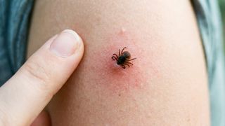 Sezonul căpușelor a &icirc;nceput, zeci de oameni au ajuns la urgențe: sfaturile unui medic pentru pacienți și cum recunoști primele simptome