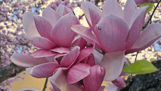 Locul din România unde primăvara arată spectaculos. Poți admira magnolii rare, vechi de un secol