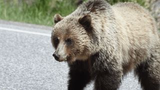 Clipe de groază în Mureș: un bărbat a fost atacat de urs după ce mașina în care se afla a lovit animalul