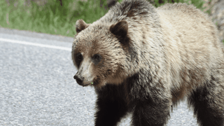 Clipe de groază în Mureș: un bărbat a fost atacat de urs după ce mașina în care se afla a lovit animalul