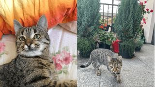 Se caută motanul Simba! A supraviețuit accidentului tragic din Vâlcea, dar a dispărut fără urmă. Are probleme grave de sănătate