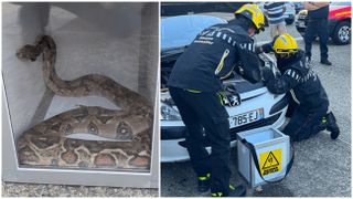 Descoperire terifiantă sub capota unei mașini! Un șofer francez a încremenit când a dat peste un șarpe boa