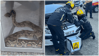 Descoperire terifiantă sub capota unei mașini! Un șofer francez a încremenit când a dat peste un șarpe boa