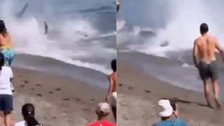 Alertă pe o plajă populară din Spania. O creatură de aproape 300 de kilograme a speriat turiștii