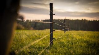 Ministerul Mediului cumpără garduri electrice pentru urși la preț de 6 ori mai mare dec&acirc;t cel real