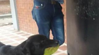 Un c&acirc;ine din Columbia &icirc;și cumpără zilnic biscuiți și plătește cu frunze. Povestea lui a cucerit internetul