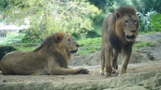 Portalul Leului din 8 August deschide poarta miracolelor pentru fiecare zodie: Află ce binecuvântări îți aduce acest eveniment cosmic