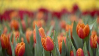 Horoscop primăvară 2026: eclipsa care schimbă destinele tuturor zodiilor. Dragoste, bani și decizii karmice