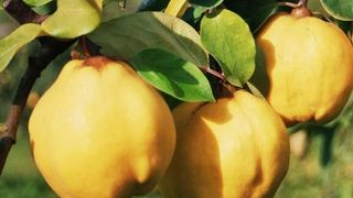 Rețete cu gutui pentru octombrie: plăcintă cu gutui, gutui coapte cu miere și nucă și tartă cu gutui caramelizate
