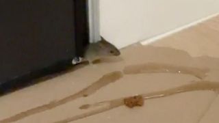 Reportaj: Un nou &bdquo;Nordis&rdquo;, dar cu ceva &icirc;n plus: șoareci