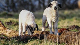 Breaking news pentru ministrul Mediului: oaia nu știe carte! Diana Buzoianu susține că a fost atacată prin &bdquo;fake news&rdquo;