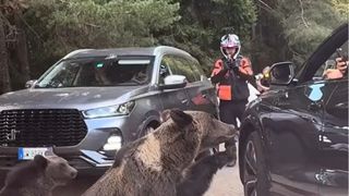VIDEO Momentul &icirc;n care un turist este la un pas să fie sf&acirc;șiat de o ursoaică, pe Transfăgărășan. Bărbatul a &icirc;ncercat să hrănească animalul pe geam