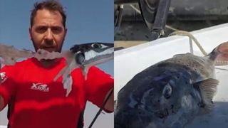 Alertă pe plajele din Grecia! Un pește extrem de periculos și toxic ajunge la mal și mușcă turiști
