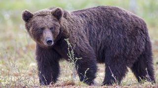 O femeie din Bistrița-Năsăud s-a stins din viață după ce a fost sf&acirc;șiată de urs. Mergea să aibă grijă de animalele familiei